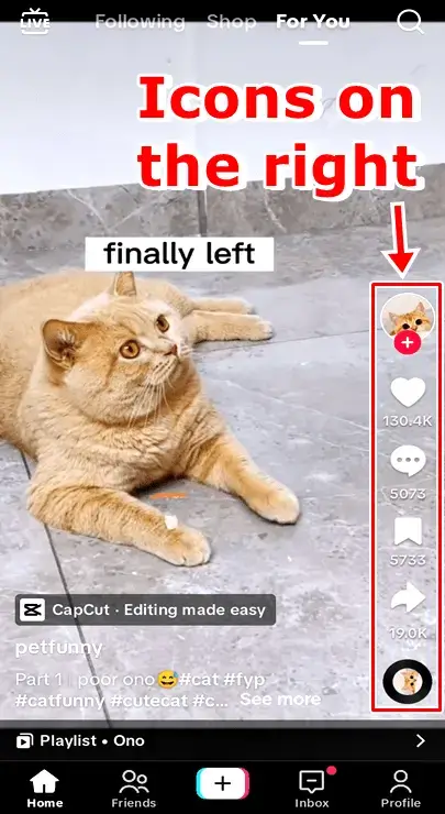 fazendo cat icon｜Pesquisa do TikTok